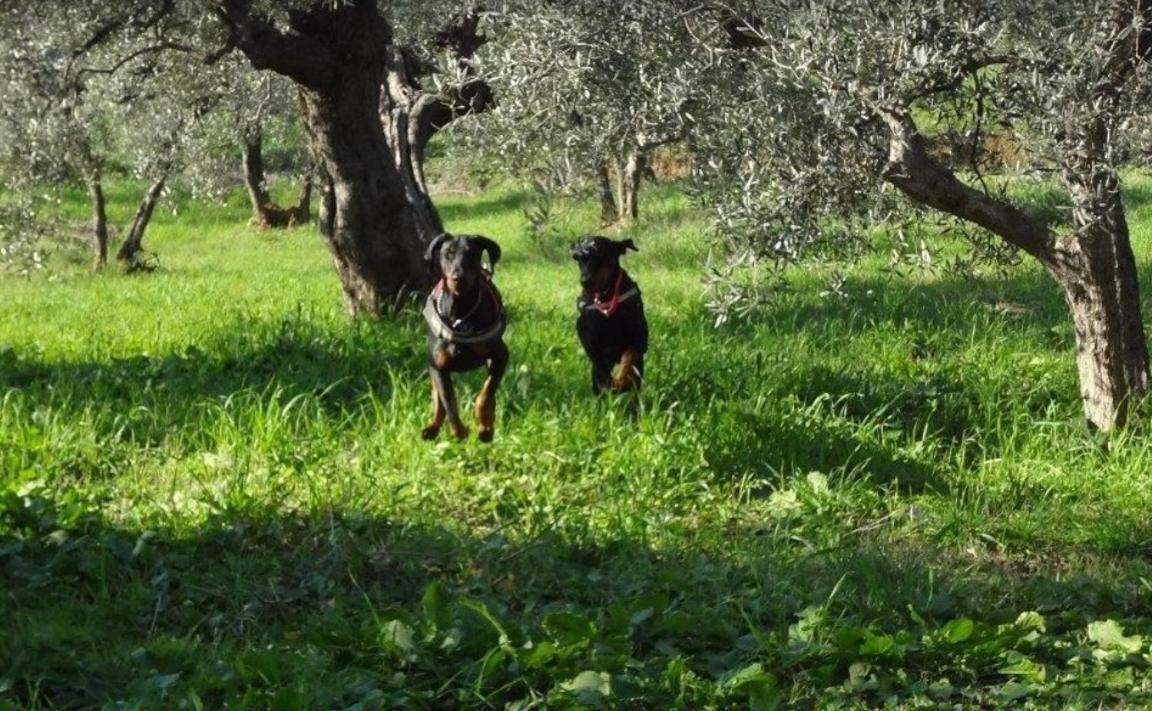 Dolce Vita Campiglia Marittima Luaran gambar